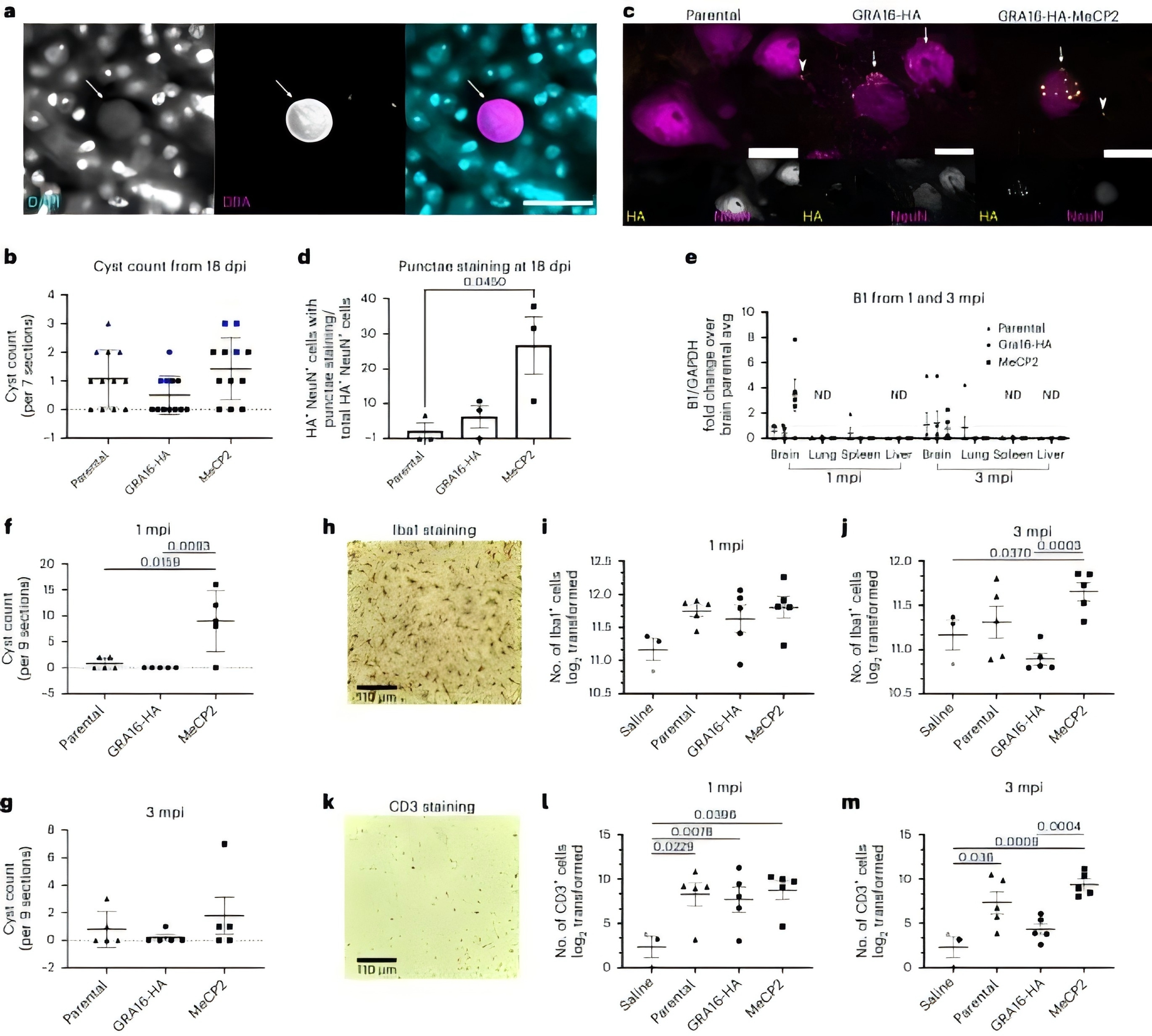 Modified Toxoplasma gondii delivers therapeutic proteins to neurons