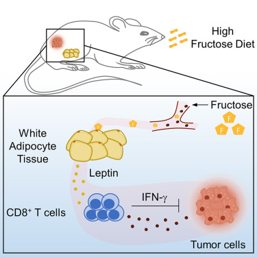 Dietary fructose promotes anti-tumor immune response